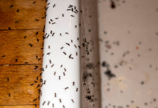 Best Local Pest Control Services  in Rochester, IN
